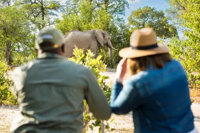 Elephant encounter on foot