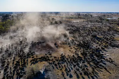 Buffalo herd from the air