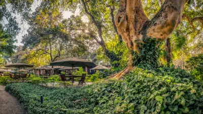 Lunch tables under giant trees