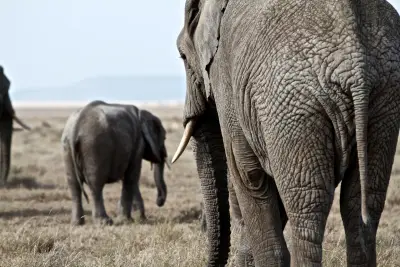 Elephants in the crater